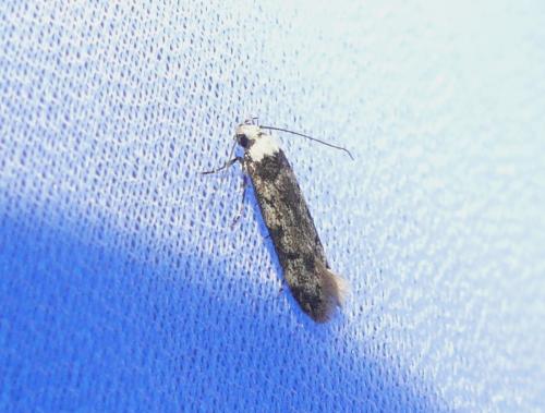 Endrosis sarcitrella